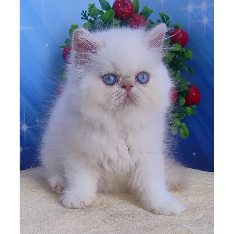 Persian Saffi