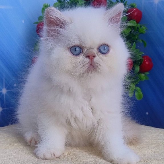 Persian Saffi