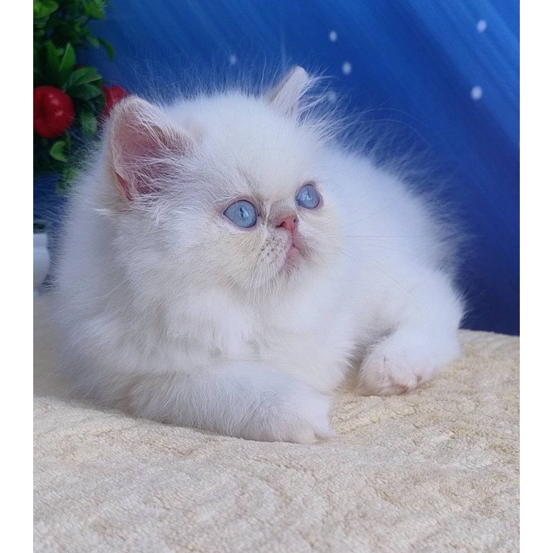 Persian Saffi