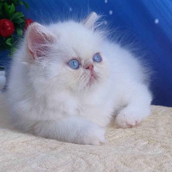 Persian Saffi