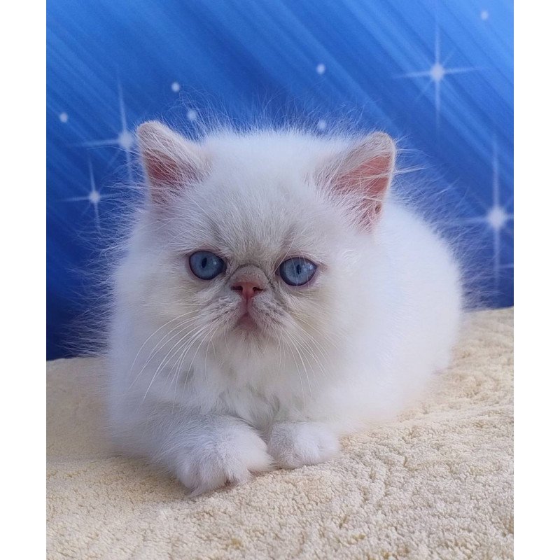Persian Saffi