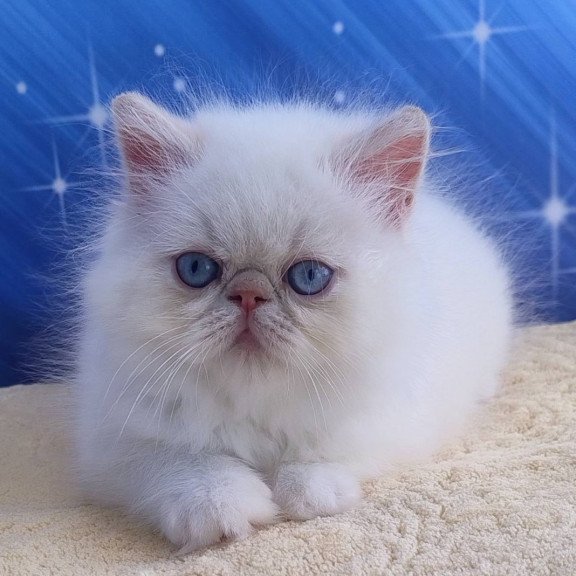 Persian Saffi
