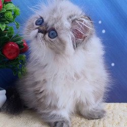 Persian Sindi
