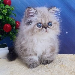Persian Sindi