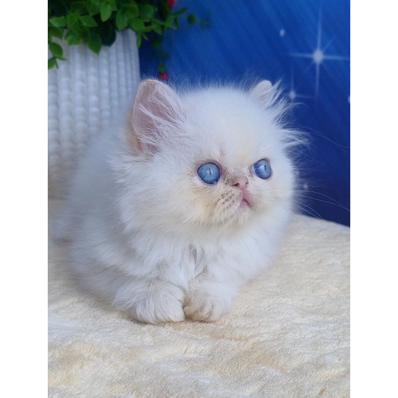 Persian Seila