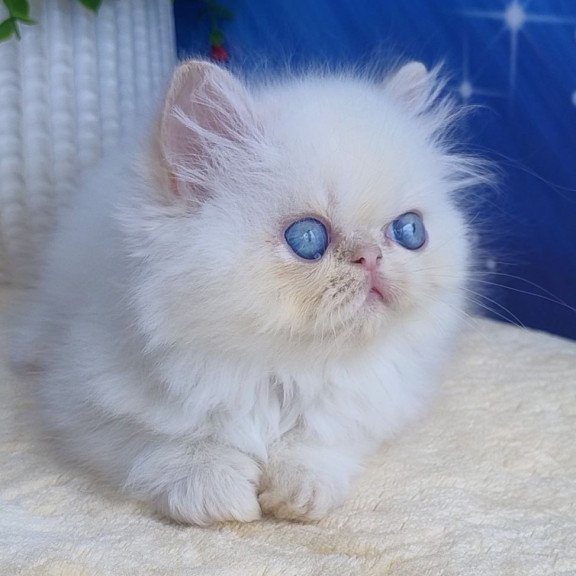 Persian Seila