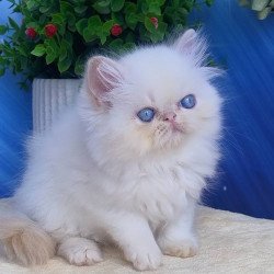 Persian Seila