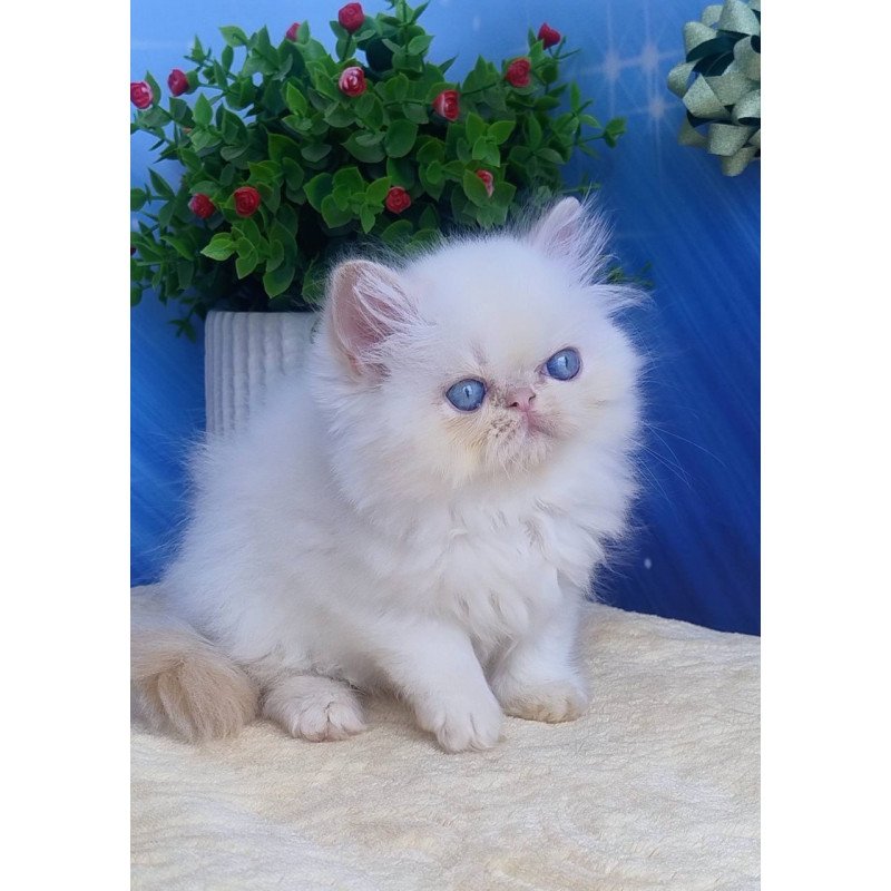 Persian Seila