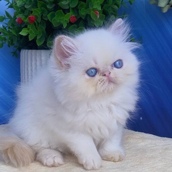 Persian Seila