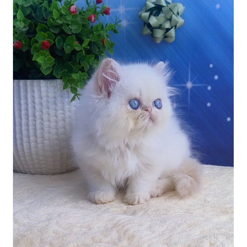 Persian Seila