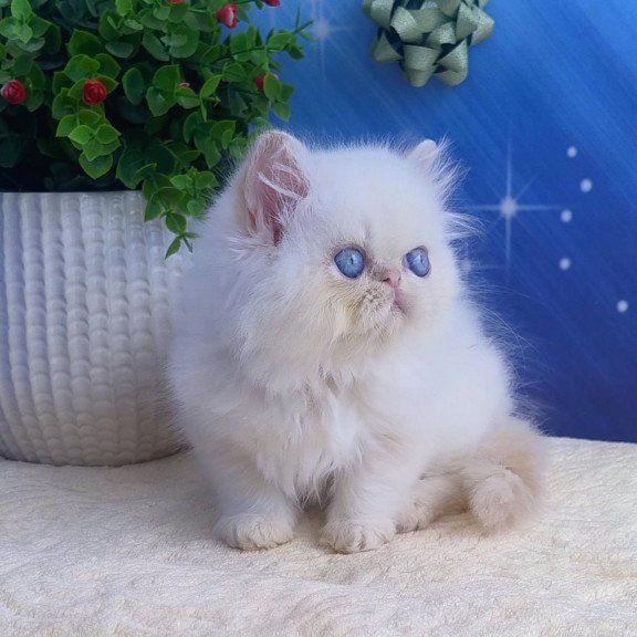 Persian Seila