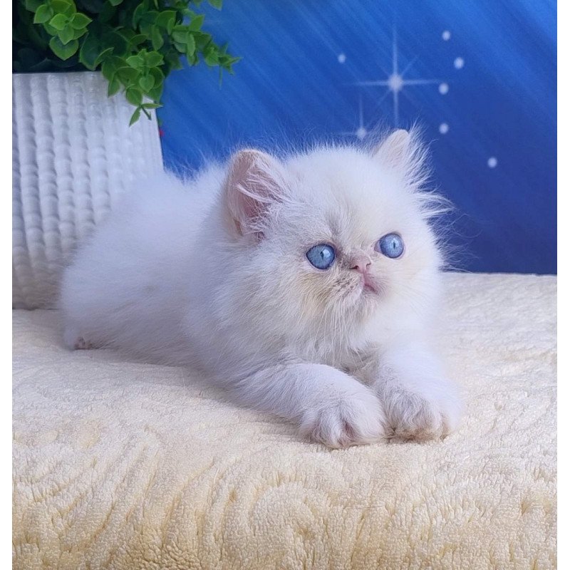 Persian Seila