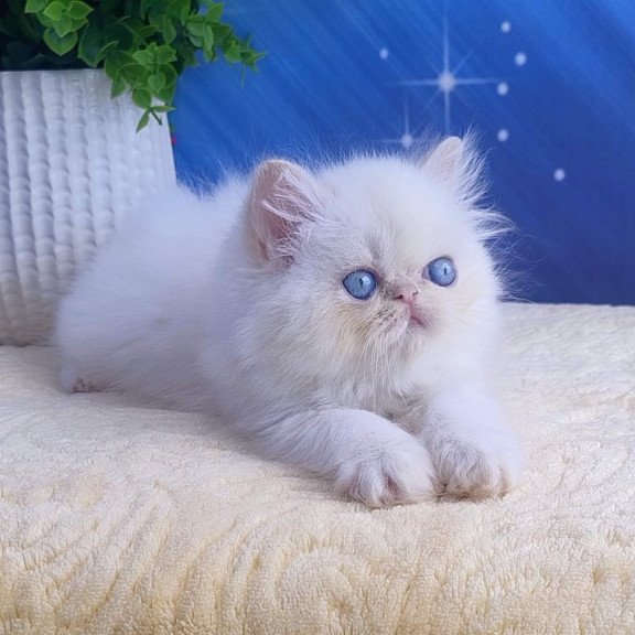 Persian Seila