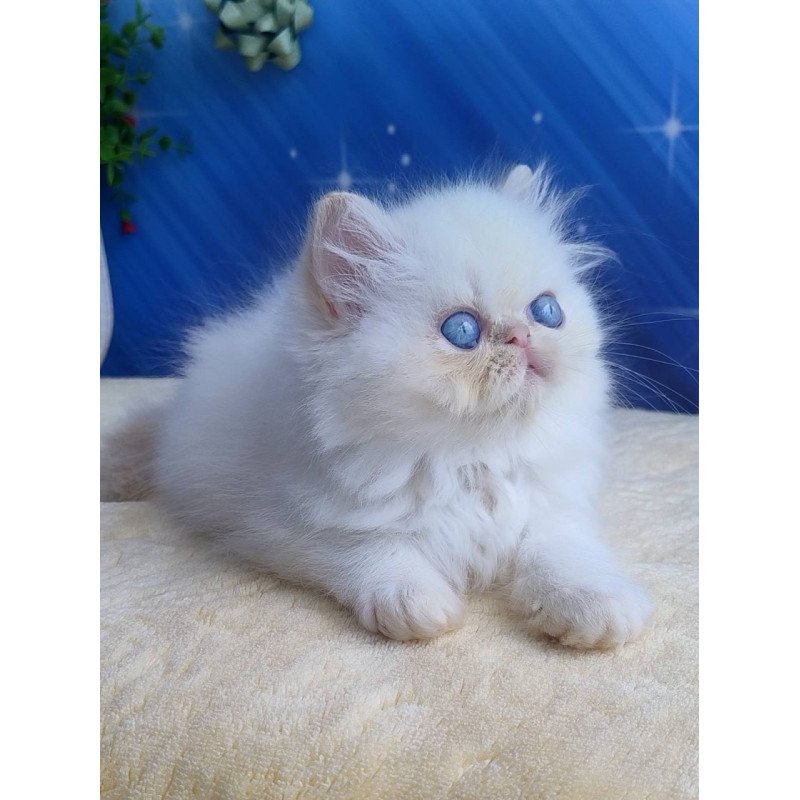 Persian Seila