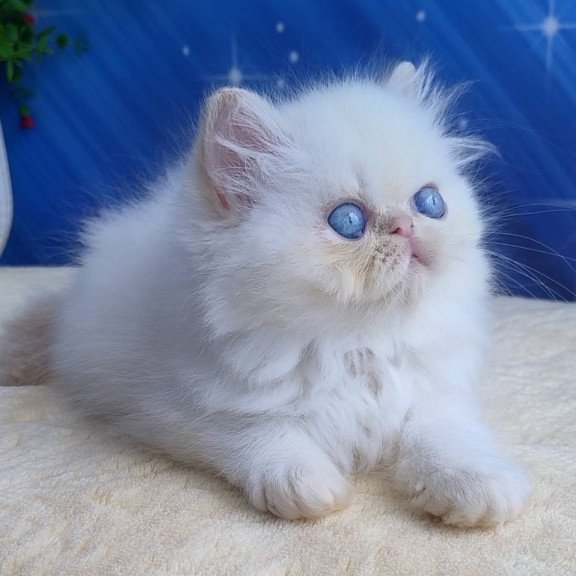 Persian Seila