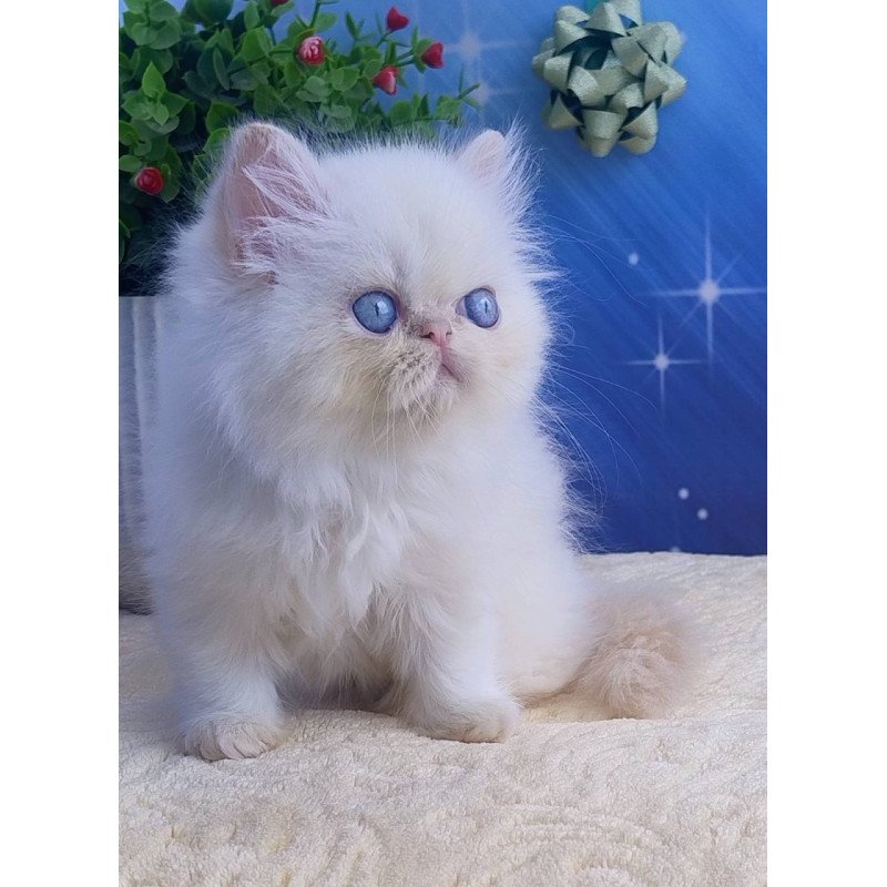 Persian Seila