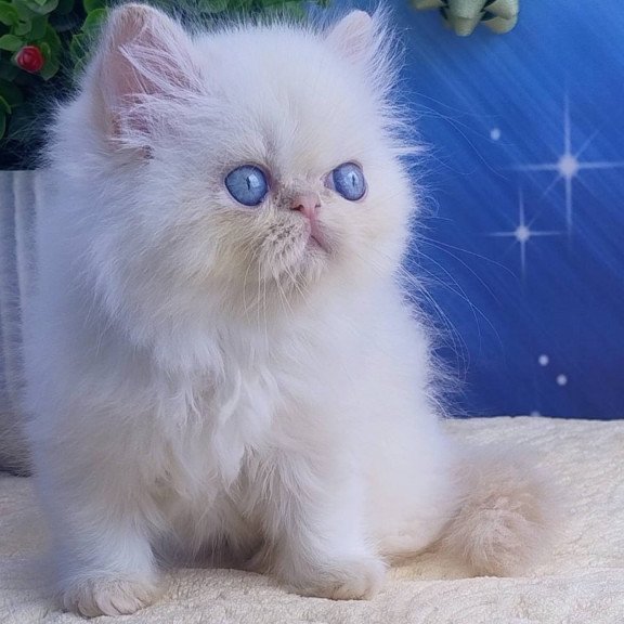 Persian Seila