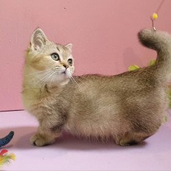 Munchkin AP Chester