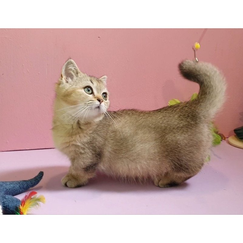 Munchkin AP Chester
