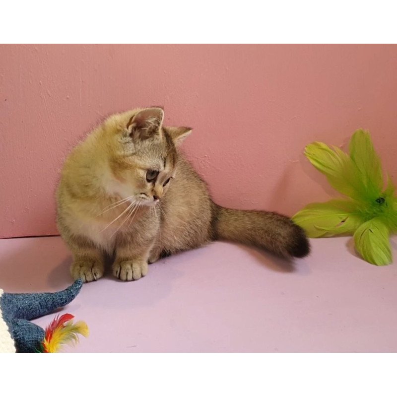 Munchkin AP Chester