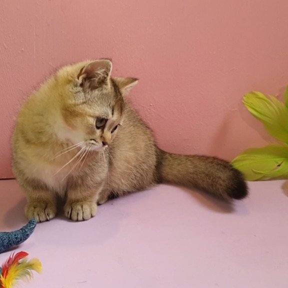 Munchkin AP Chester