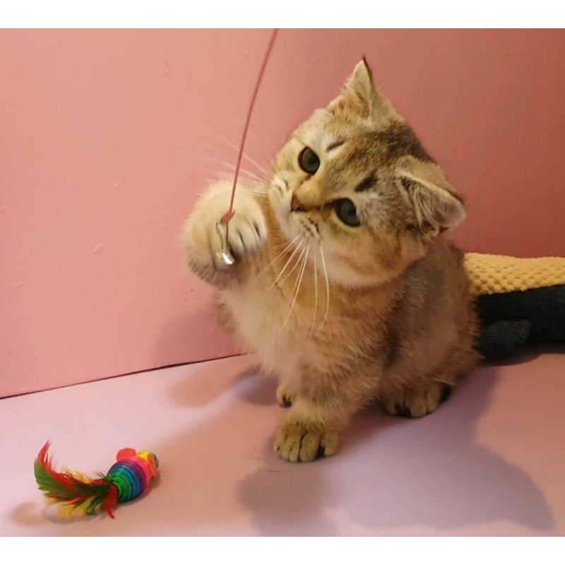 Munchkin AP Chester
