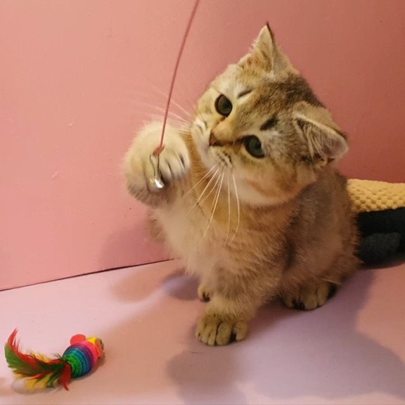 Munchkin AP Chester