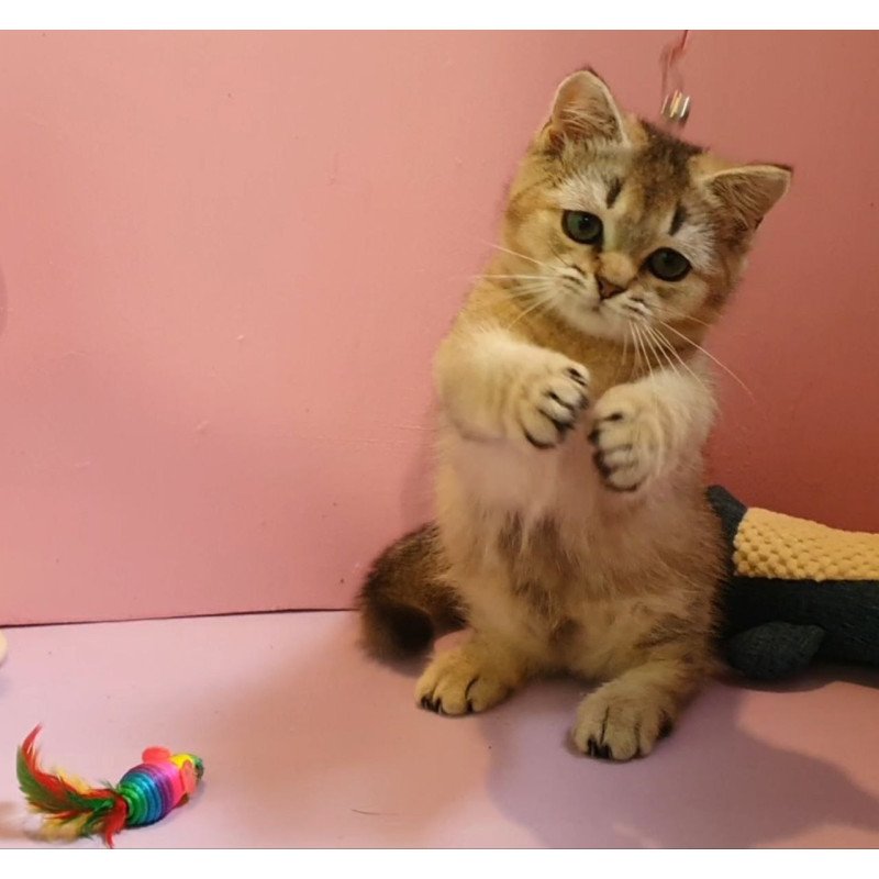 Munchkin AP Chester