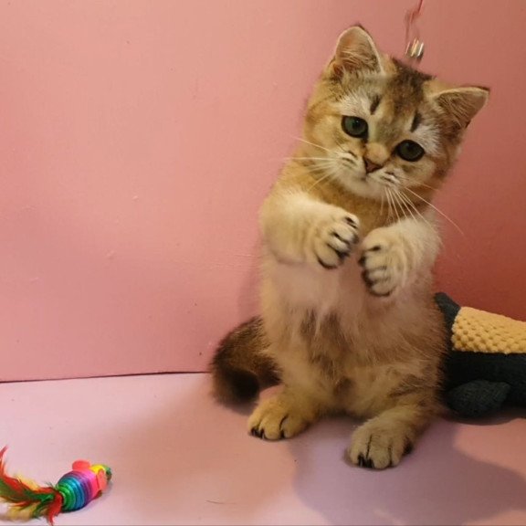 Munchkin AP Chester