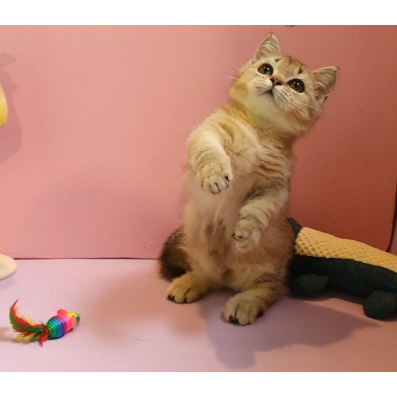 Munchkin AP Chester