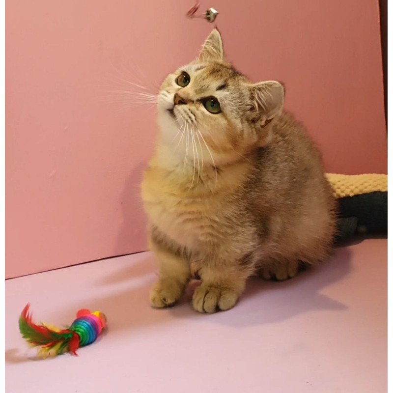 Munchkin AP Chester