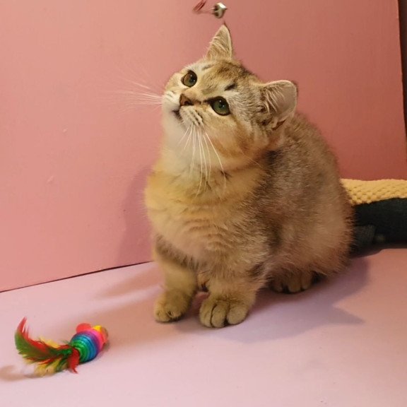 Munchkin AP Chester
