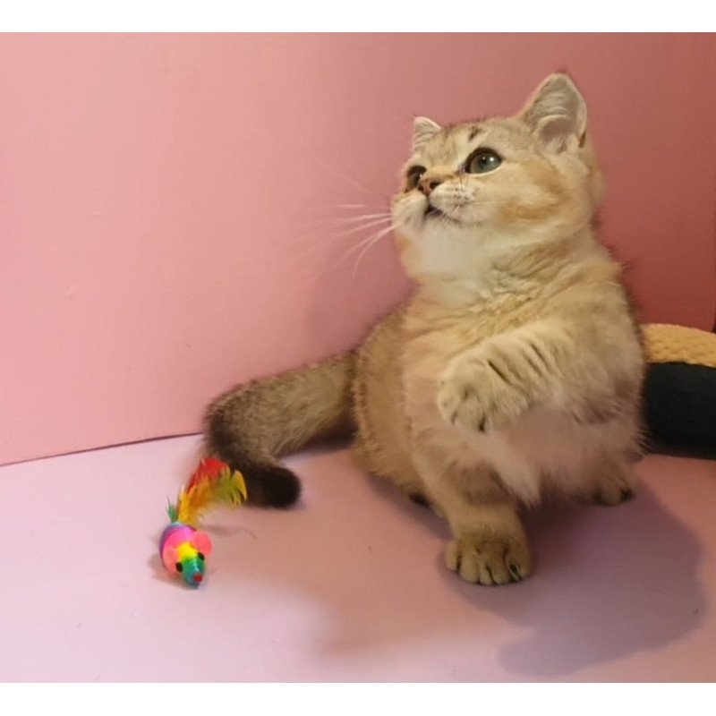 Munchkin AP Chester