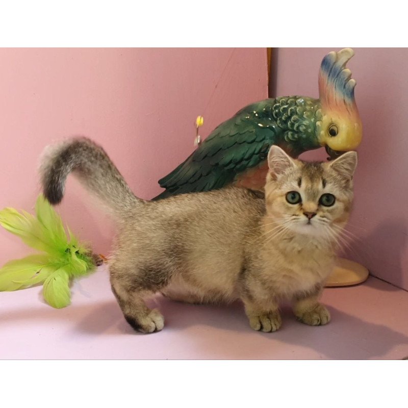 Munchkin AP Chester
