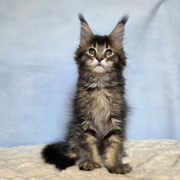 Maine Coon NOV Quokka