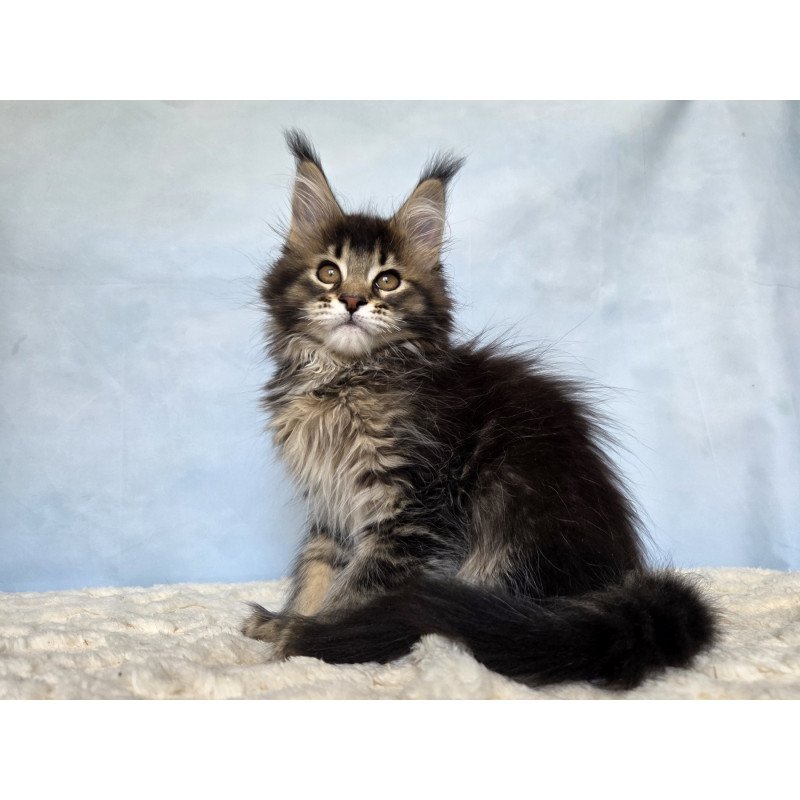 Maine Coon NOV Quokka
