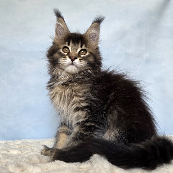 Maine Coon NOV Quokka