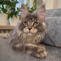 Maine Coon NOV Courvosier