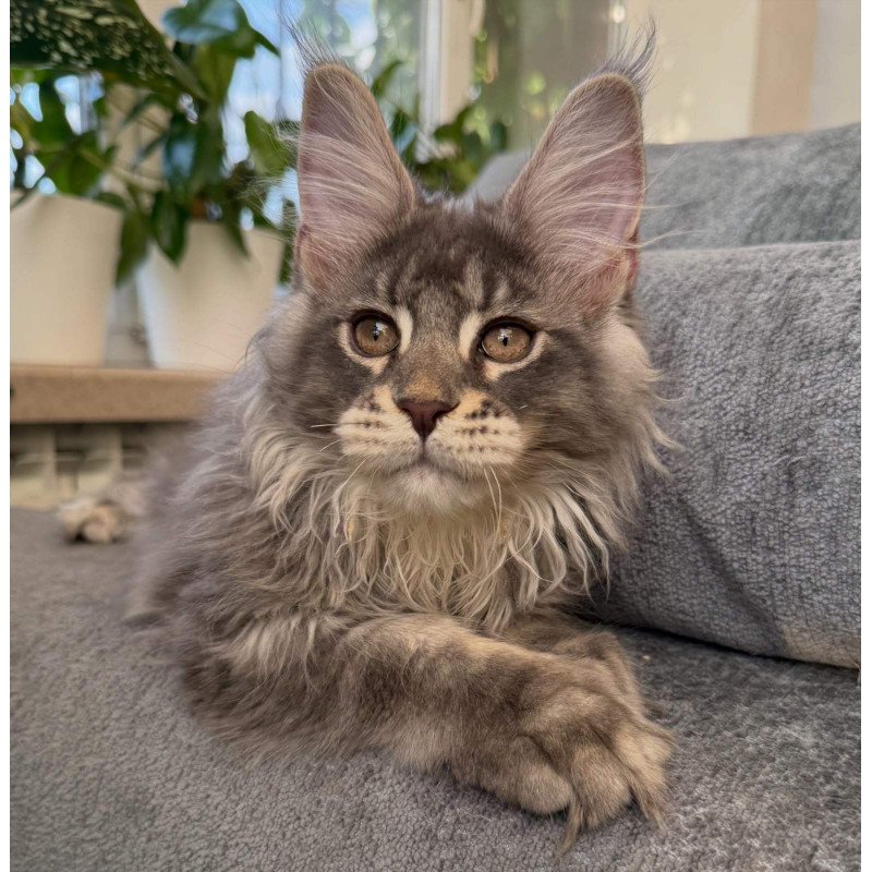 Maine Coon NOV Courvosier