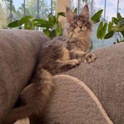 Maine Coon NOV Courvosier