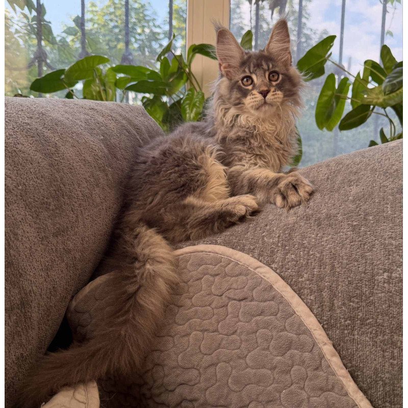 Maine Coon NOV Courvosier