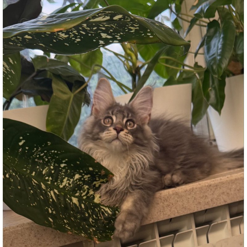 Maine Coon NOV Courvosier