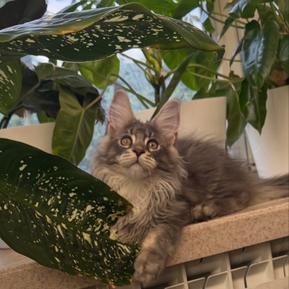 Maine Coon NOV Courvosier