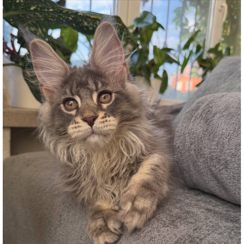 Maine Coon NOV Courvosier