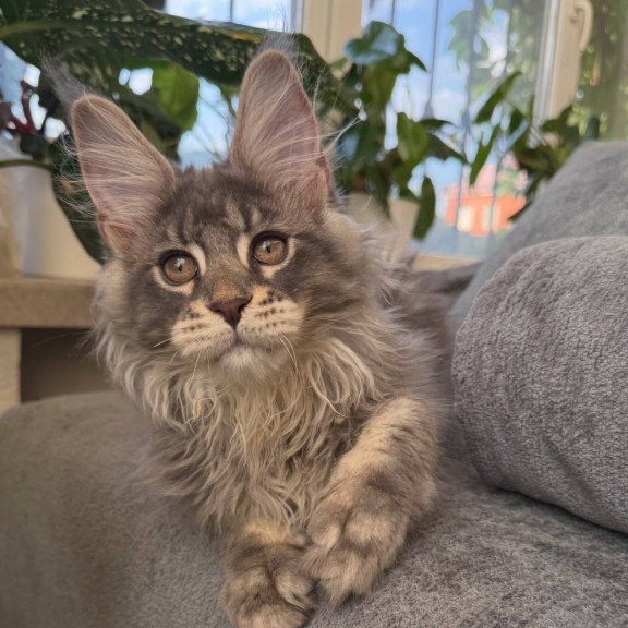 Maine Coon NOV Courvosier