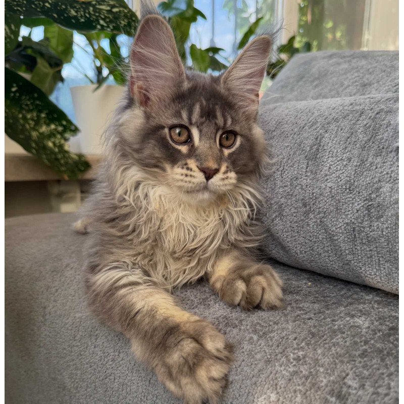 Maine Coon NOV Courvosier