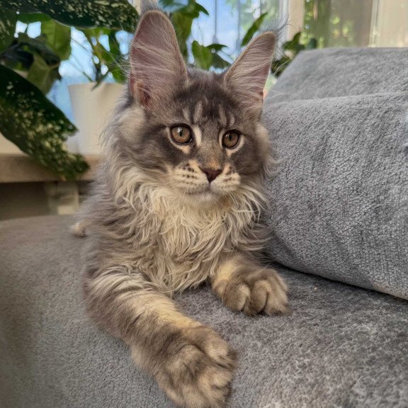 Maine Coon NOV Courvosier