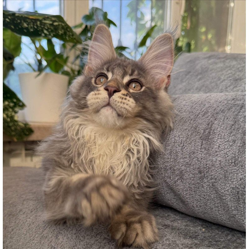 Maine Coon NOV Courvosier