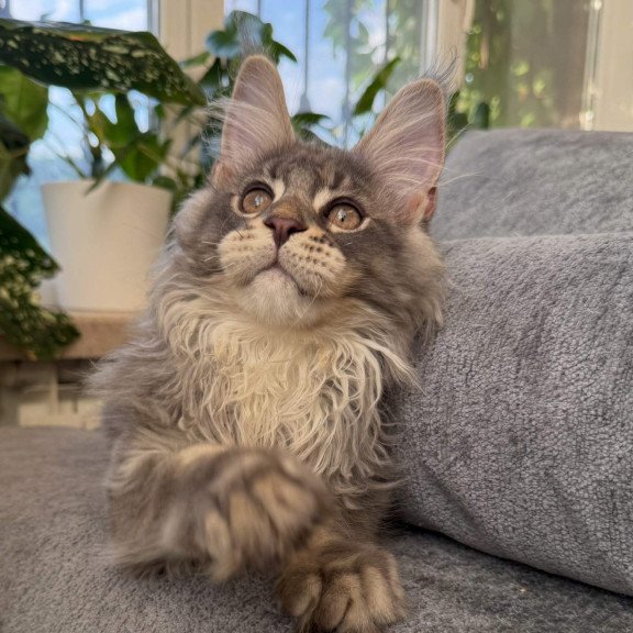 Maine Coon NOV Courvosier