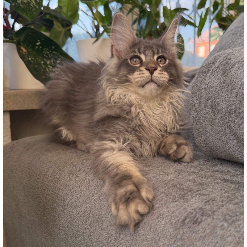 Maine Coon NOV Courvosier